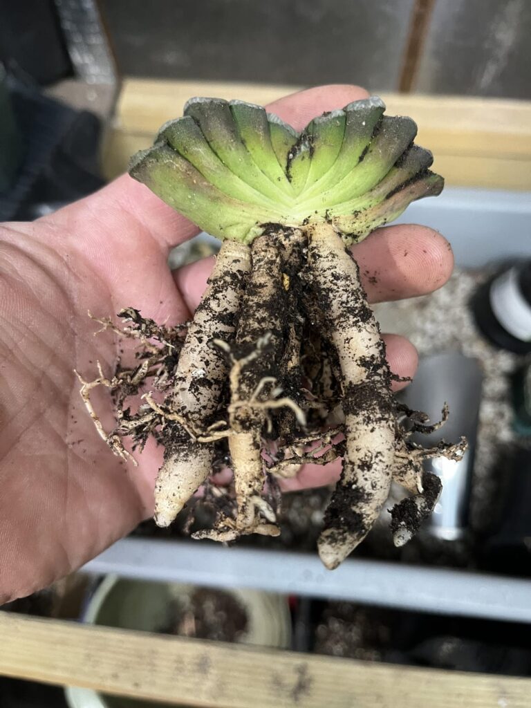 Repotted this chunky fellow today