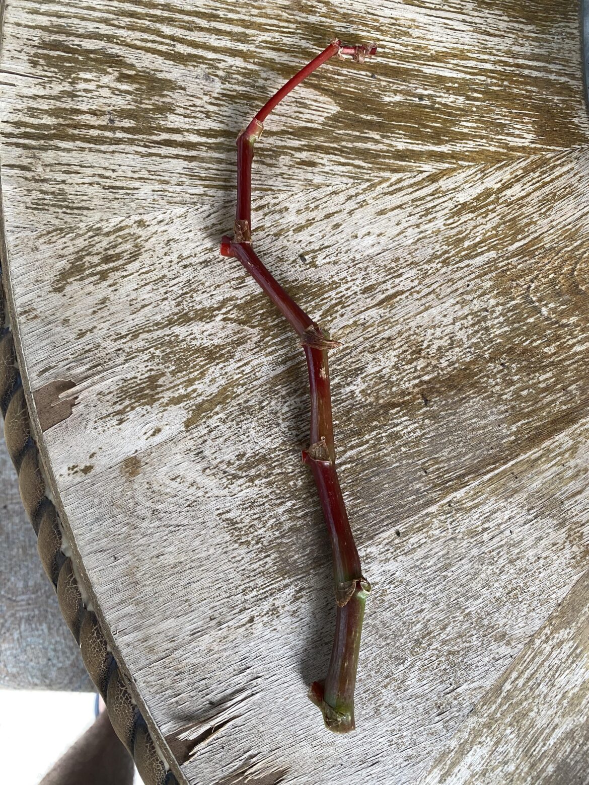 Propagating a multi-node stem?