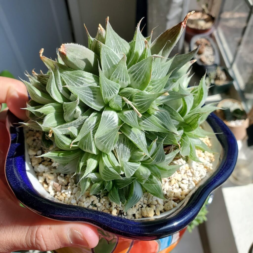 I love haw clusters💚