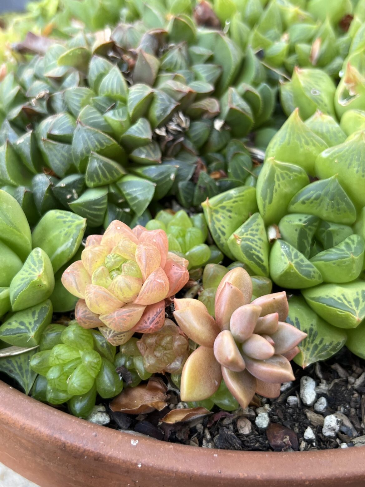 One extremely fancy guy (and one stowaway) in my outdoors haworthia basket
