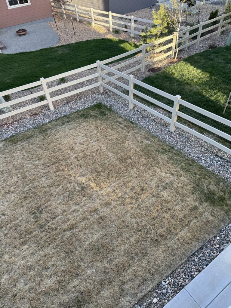 Grass still dormant or dead? 5/8/24
