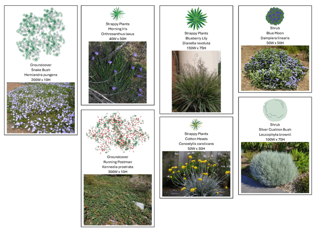 WA Native Plant Verge Layout WA Native Plant Verge Layout