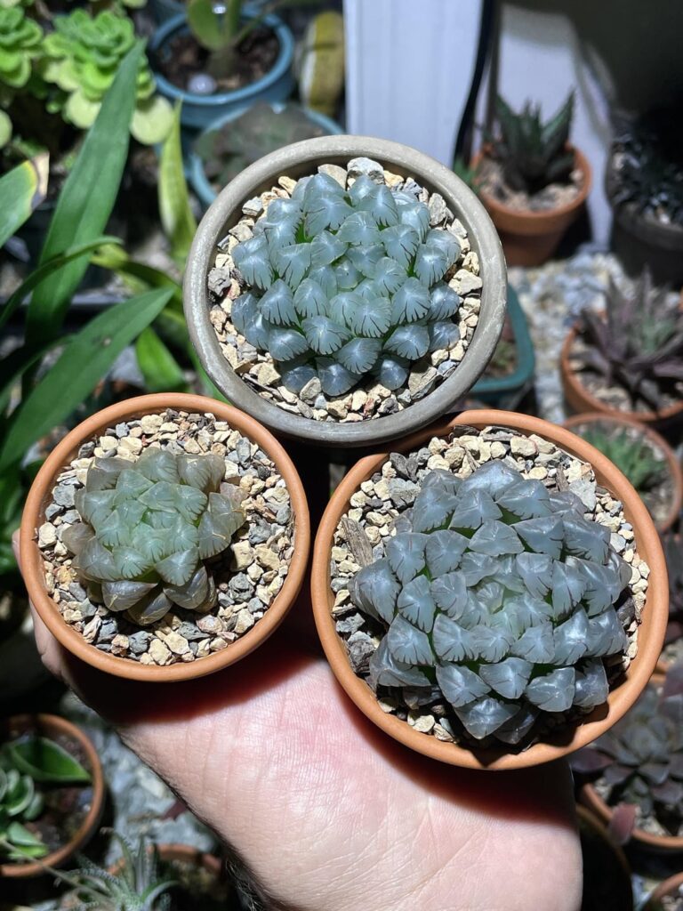 H. cooperi var. truncata love
