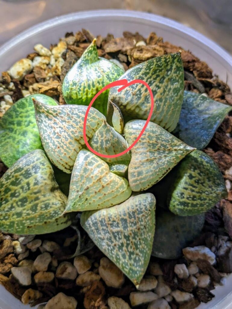 What's this little guy?