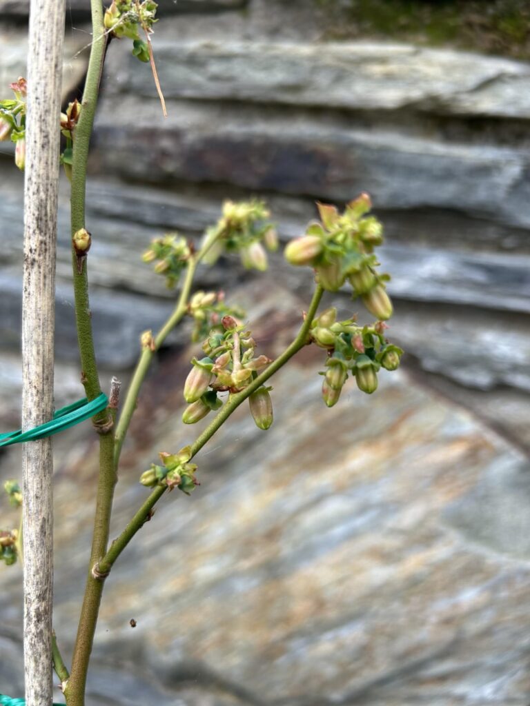 Is this new growth normal for young blueberry plant?
