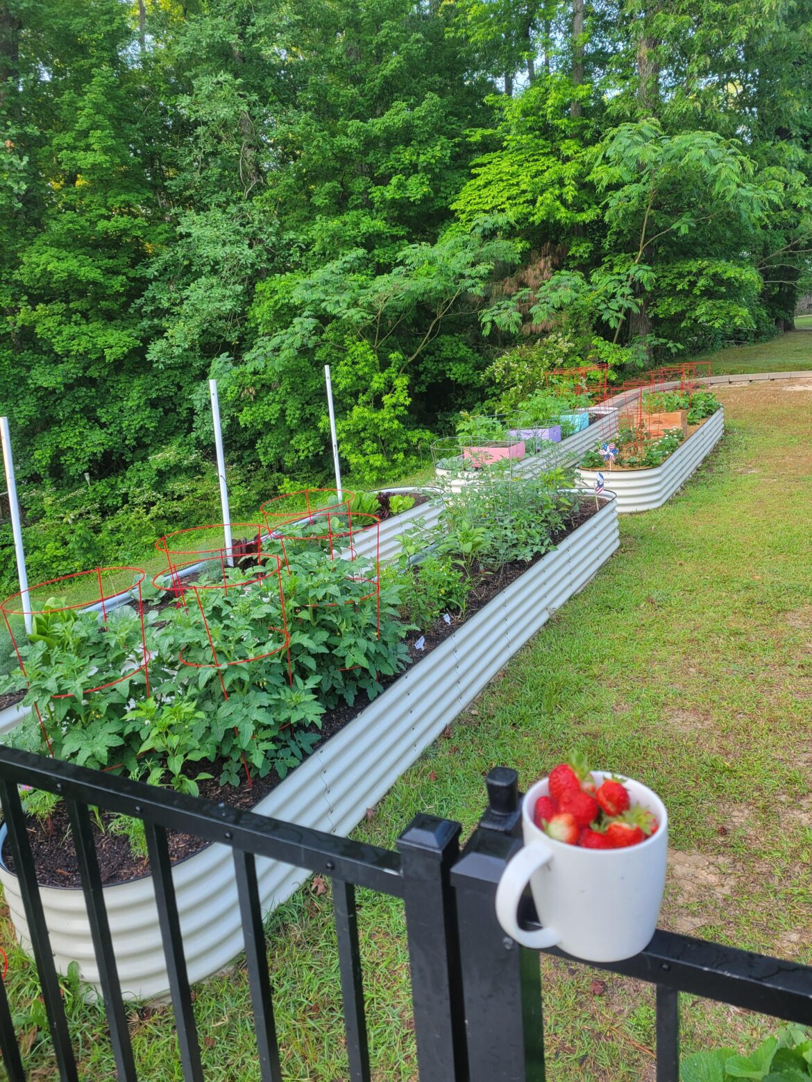 First berries of the season