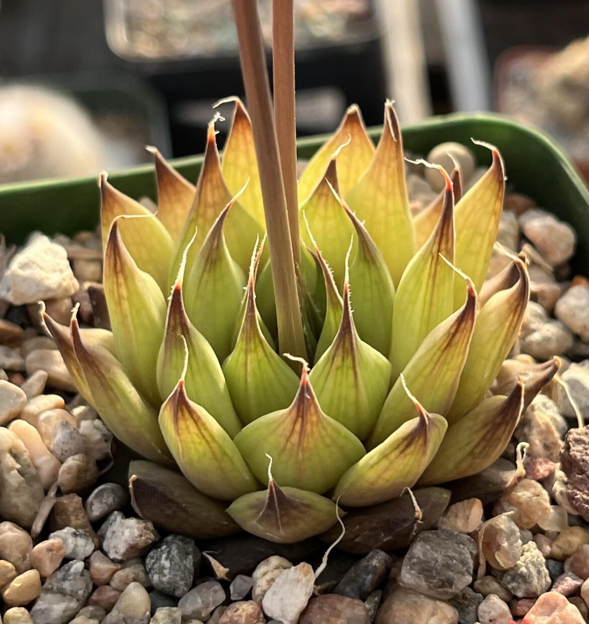 H. arachnoidea v nigricans (=H. venteri), Schoemanspoort