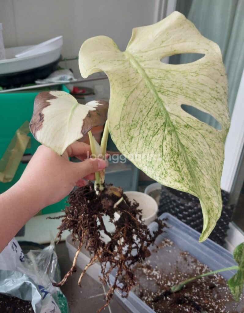 Is this whitemonster?