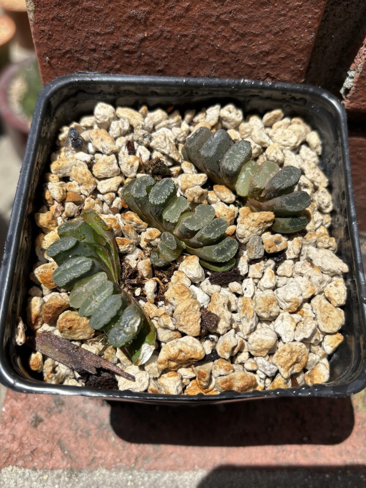 Truncata seedling check