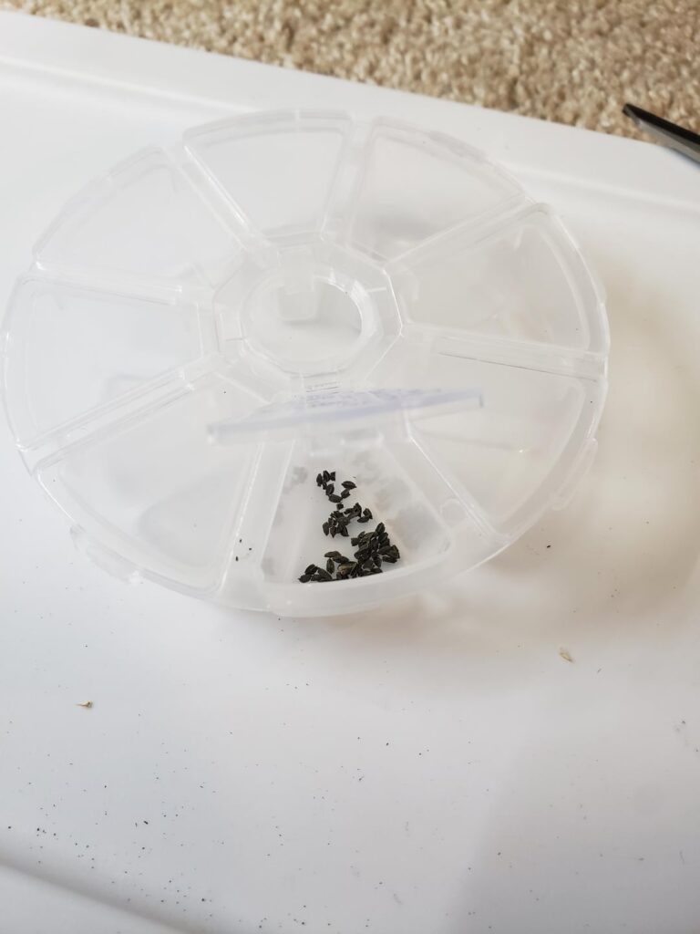 My first seeds!!!