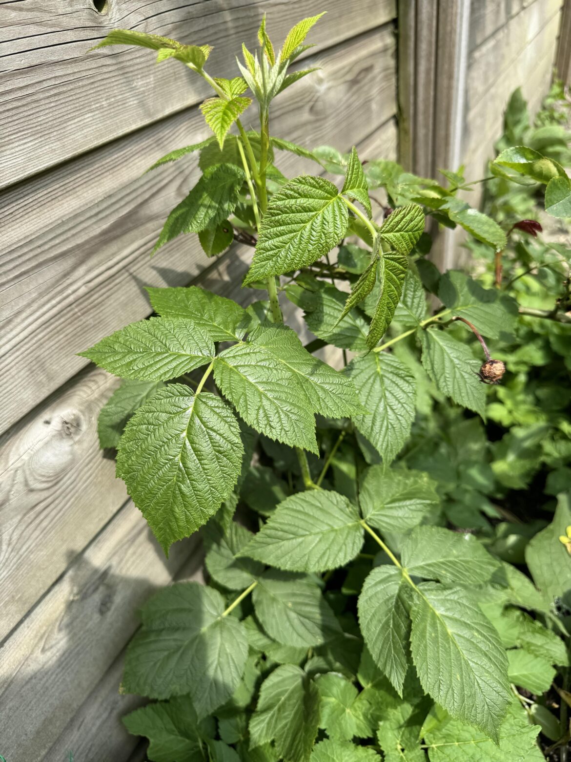 Is this raspberry? Netherlands