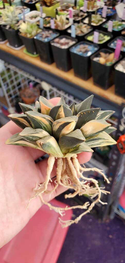 Variegated compto
