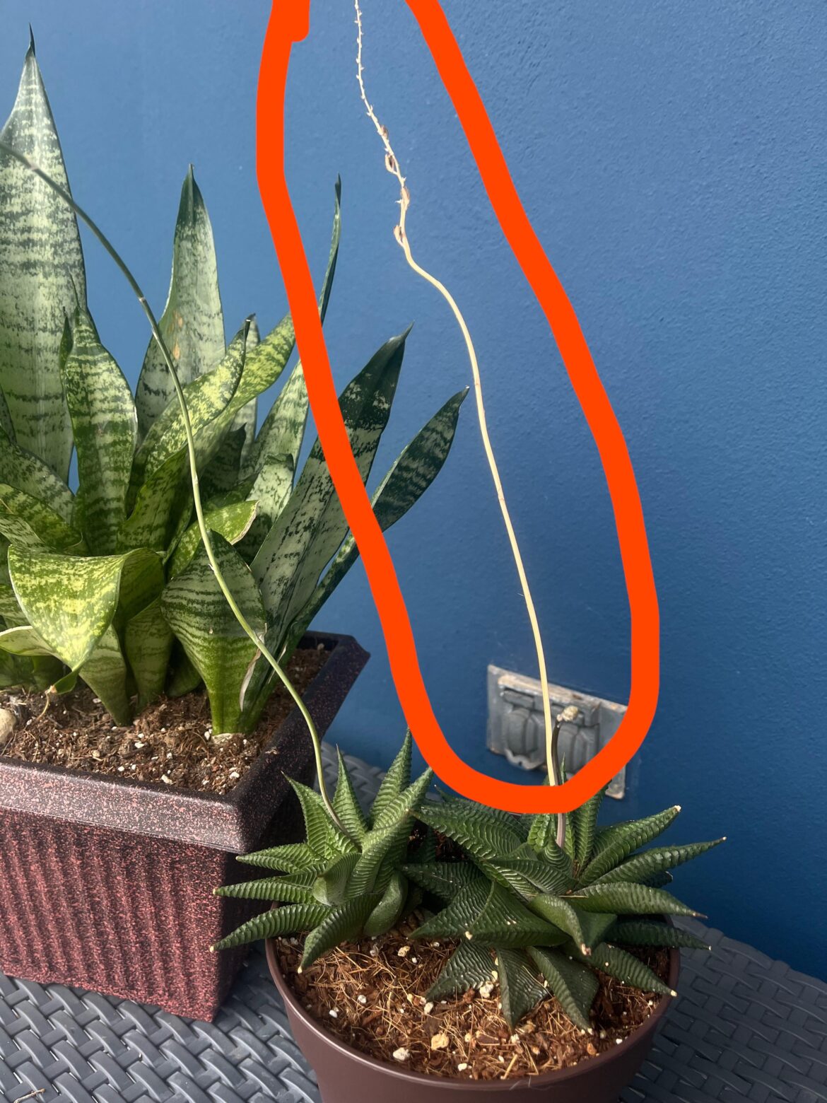 Haworthia limifolia