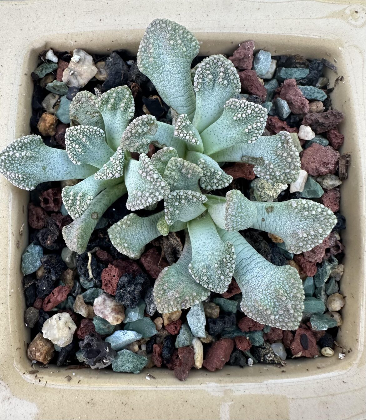 What kind of Haworthia is this?