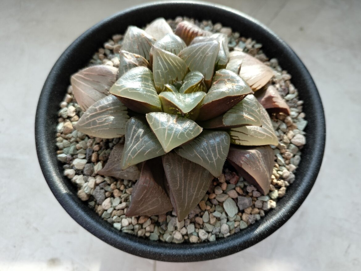 H. bayeri x H. retusa F3 in 14cm/5.5inch ceramic pot.