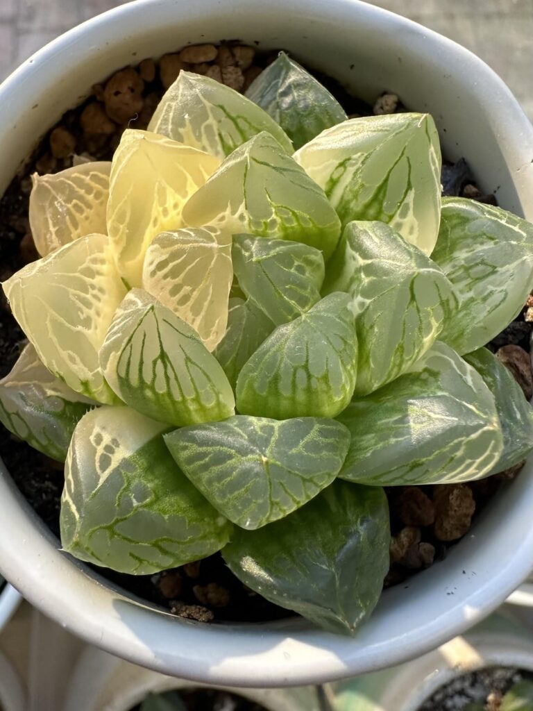 2 year update on my variegated seedling 2 year update on my variegated seedling