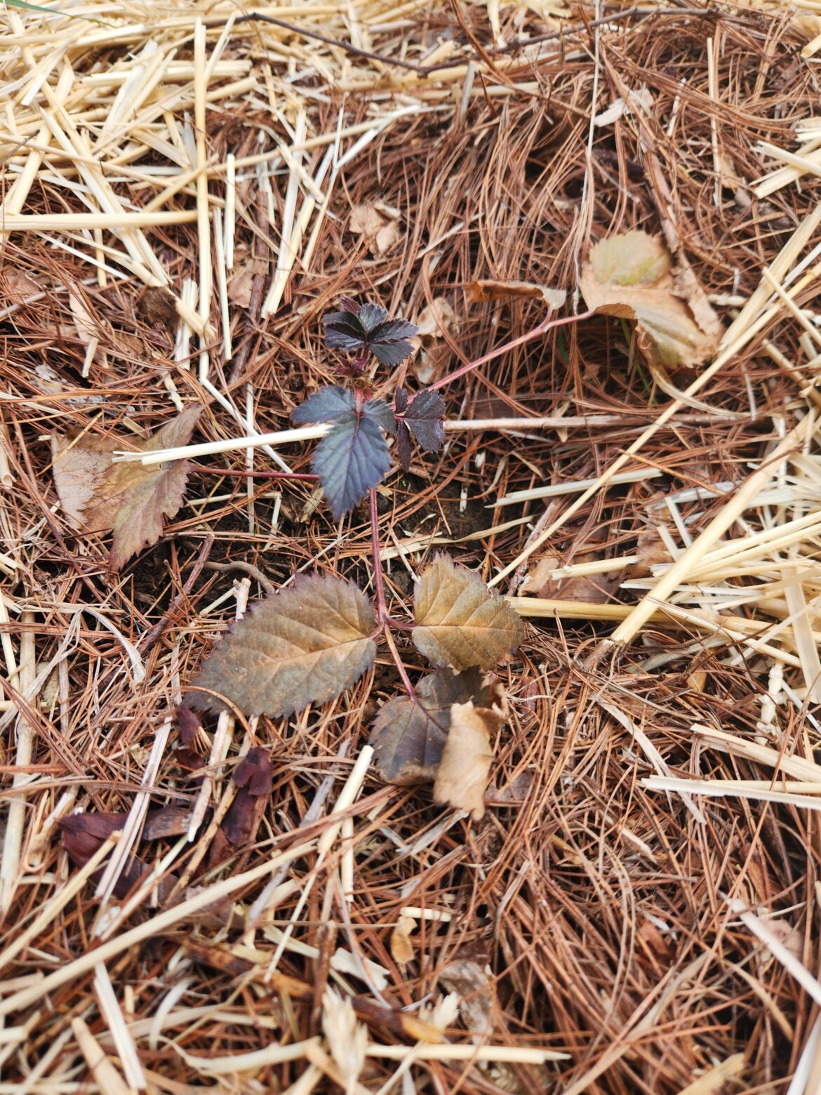 Black/Purple Leaves on Sweet Ark-Ponca