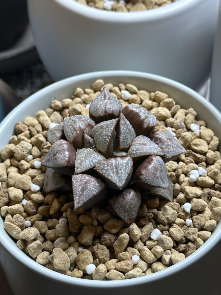 Crested?