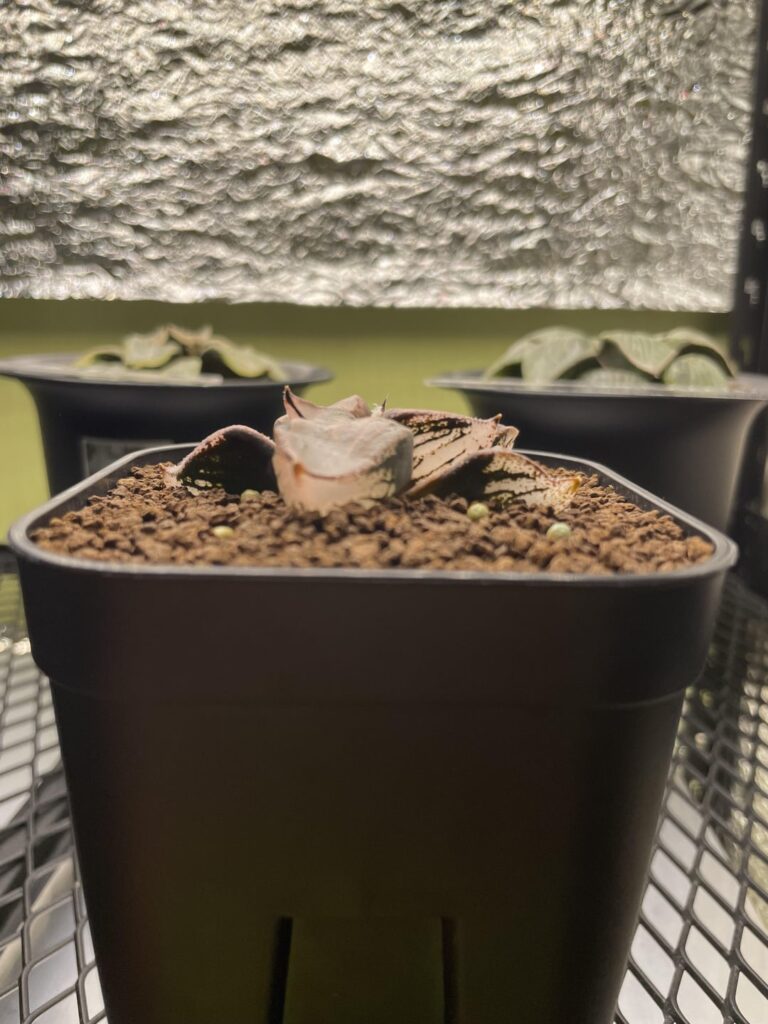 “氷皇”(Ice Queen) comptoniana mutant and comptoniana