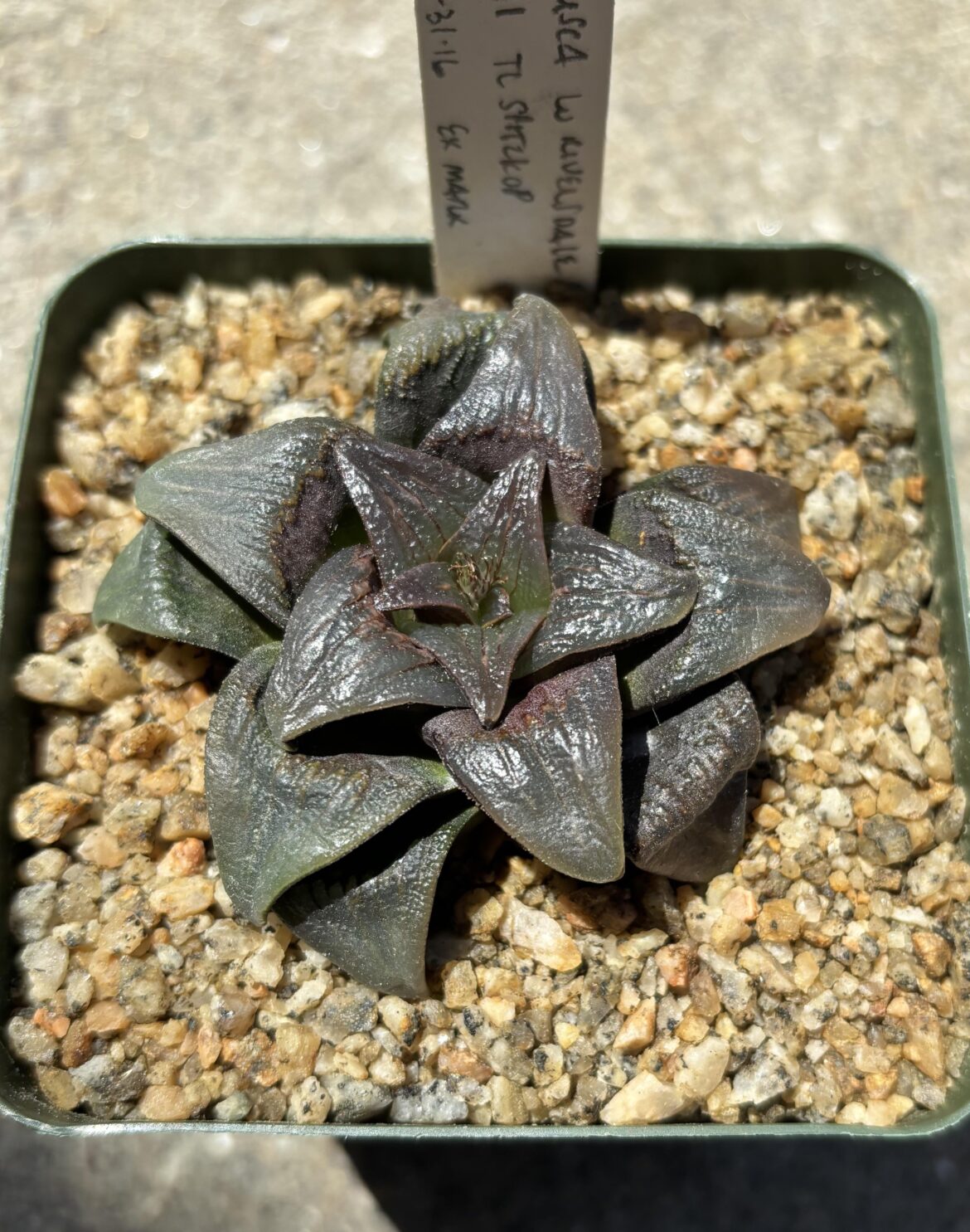 Atrofusca is so hot right now (JDV 90-91 TL, Spitskop)