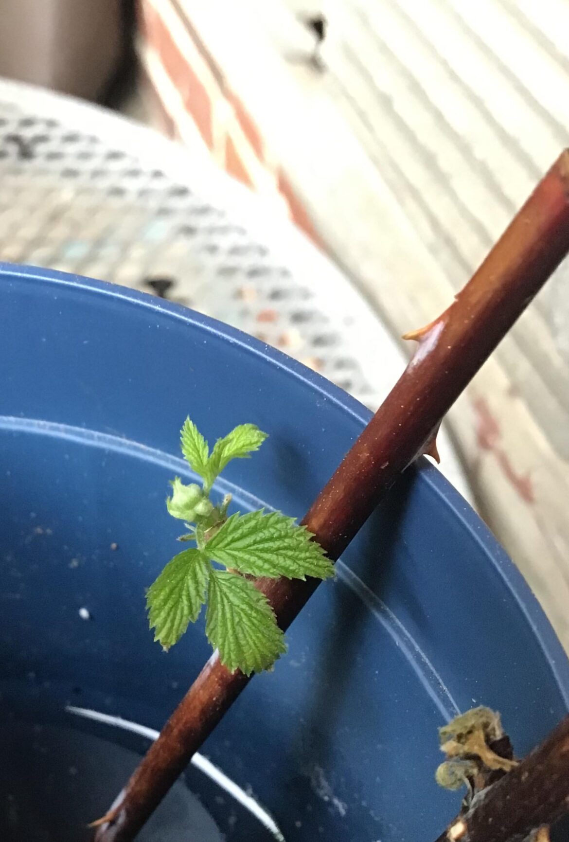 Black Raspberry Almost Two Week Update