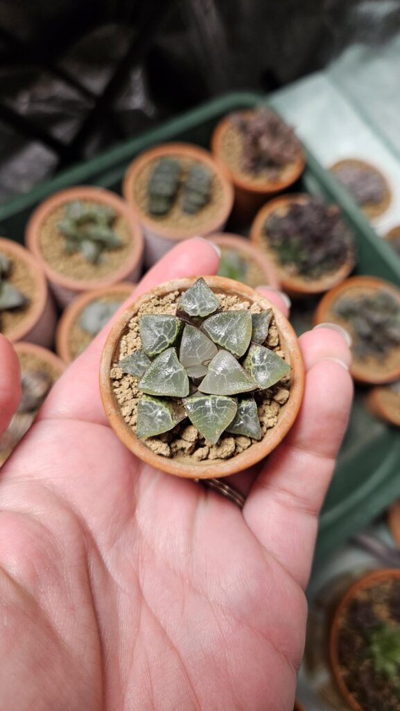 Some recovering little haws