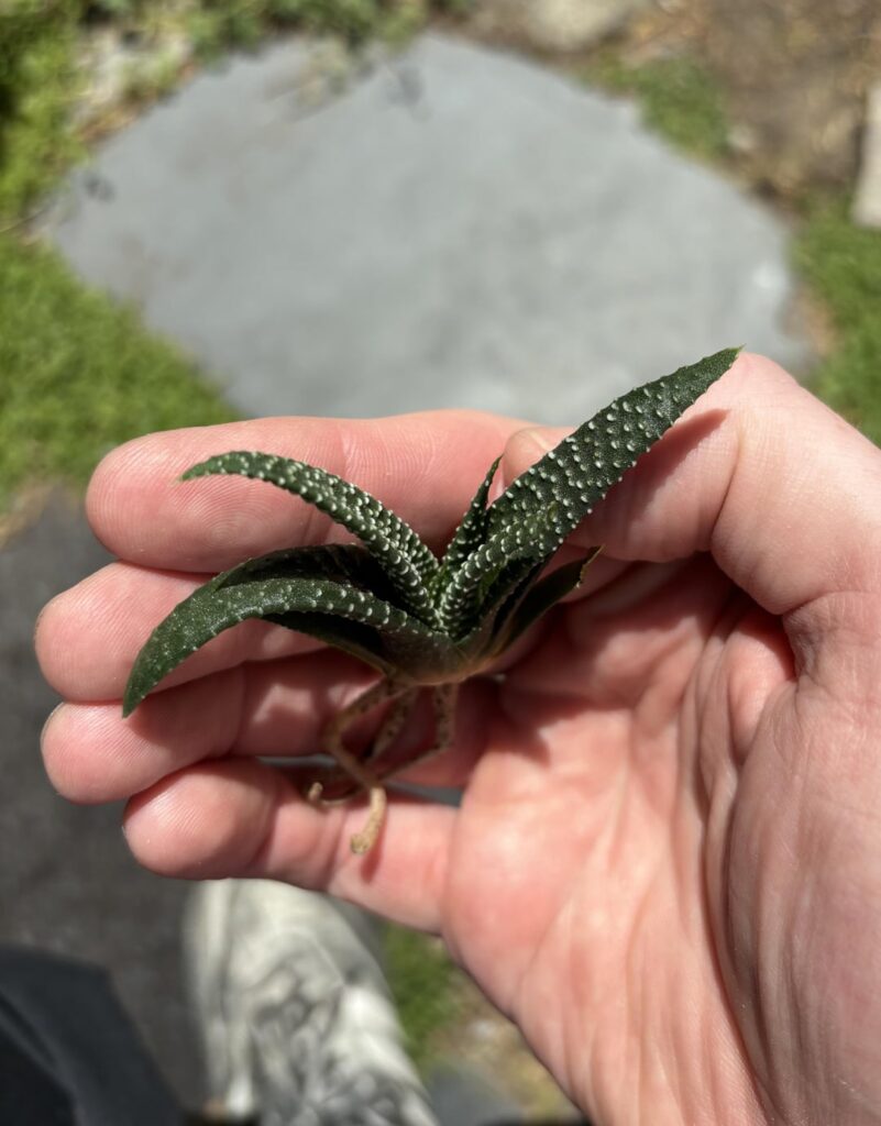 HaworthiaLand plants have arrived.