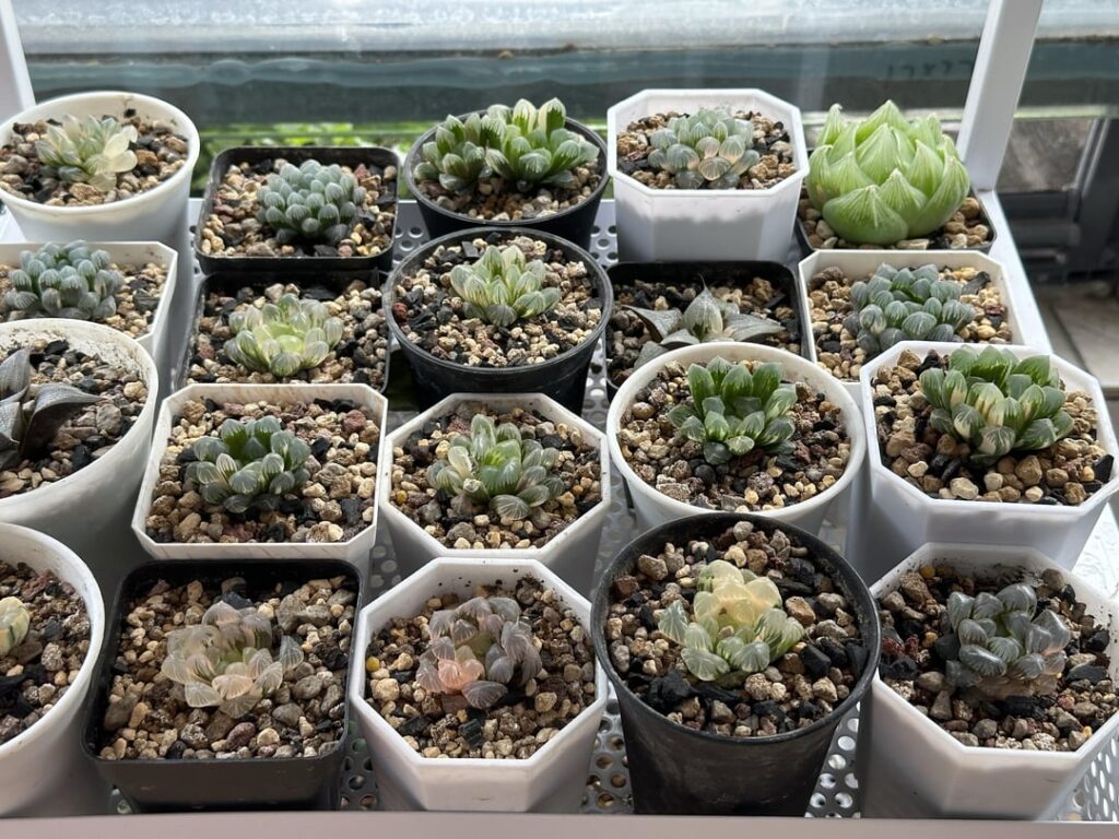 Haworthia Variegated