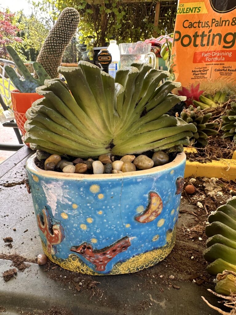 Truncaca Day