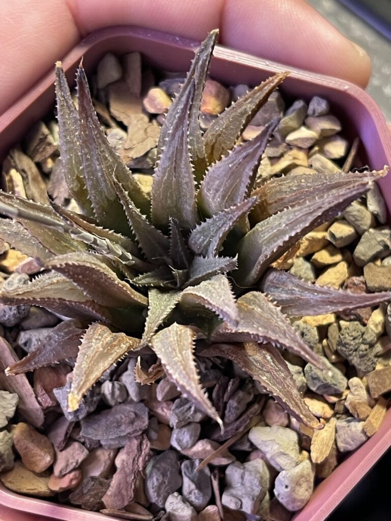 ID help please