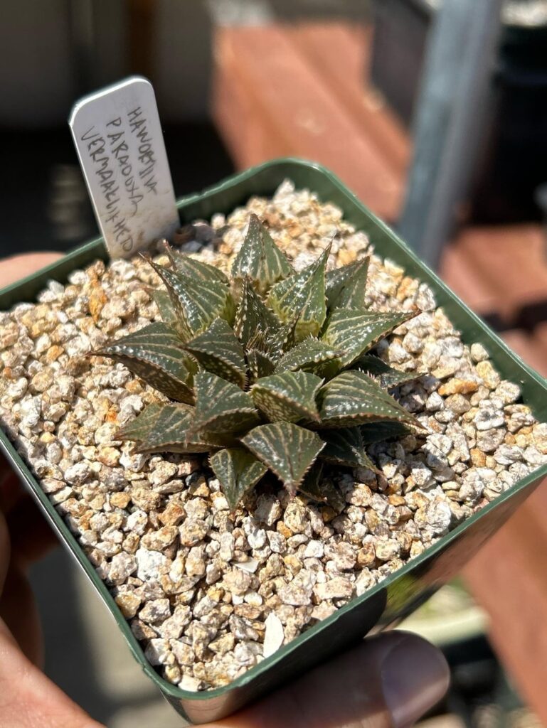 H mirabilis paradoxa vermaklikheid