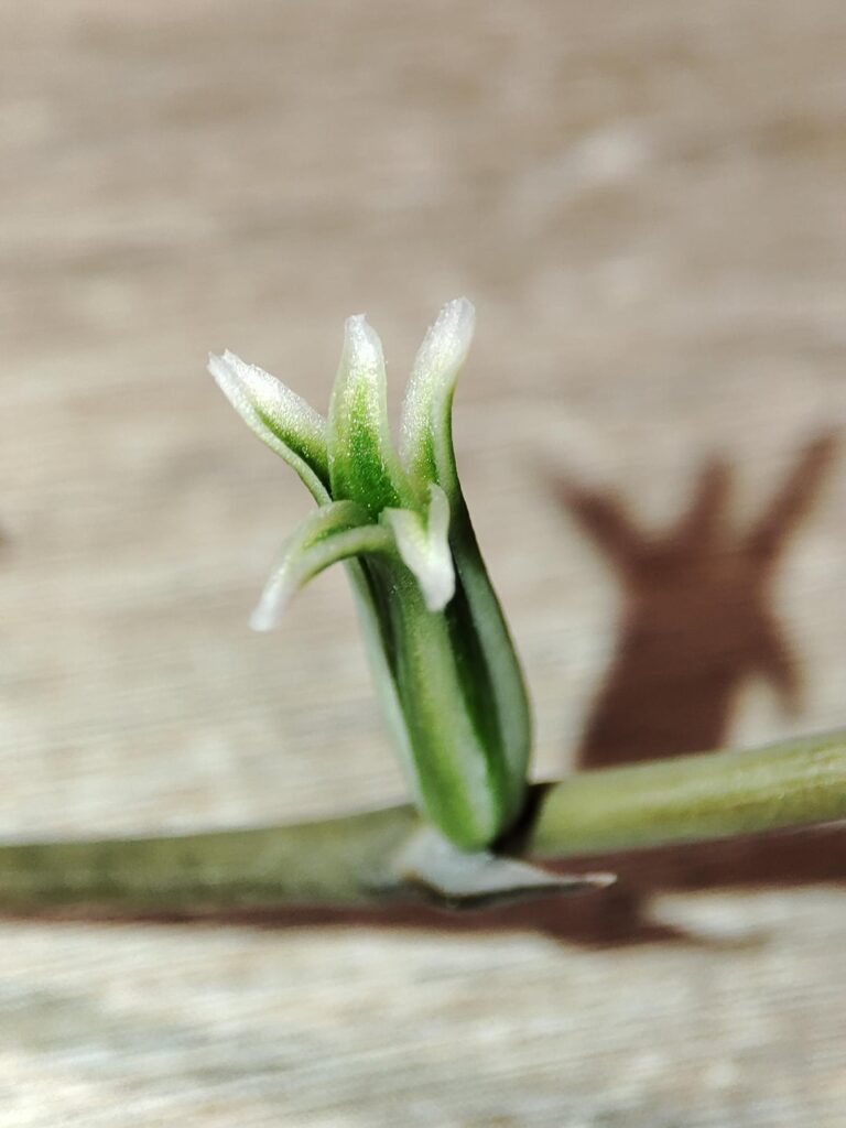 Interesting little flower