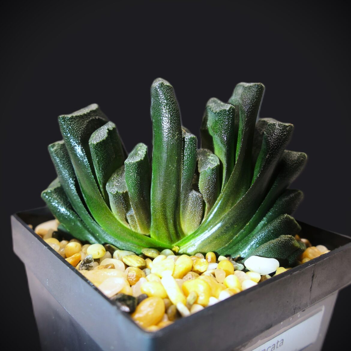 Bifurcating truncata