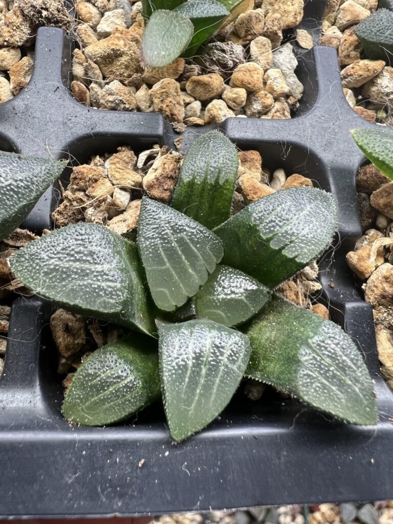 GM bayeri hybrids that are starting to show some potential