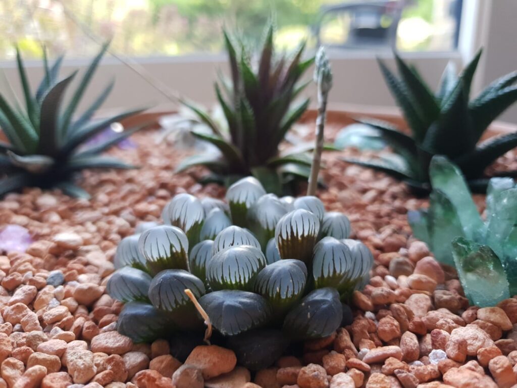 🌱👊🙏❤💎