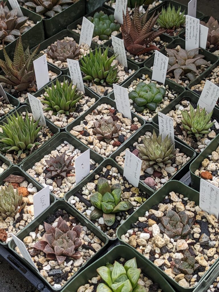 Plants for Sale! Unique Hybrids and Species Plants!
