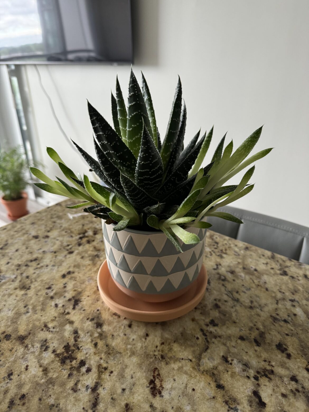 Is it time to repot my Haworthia?