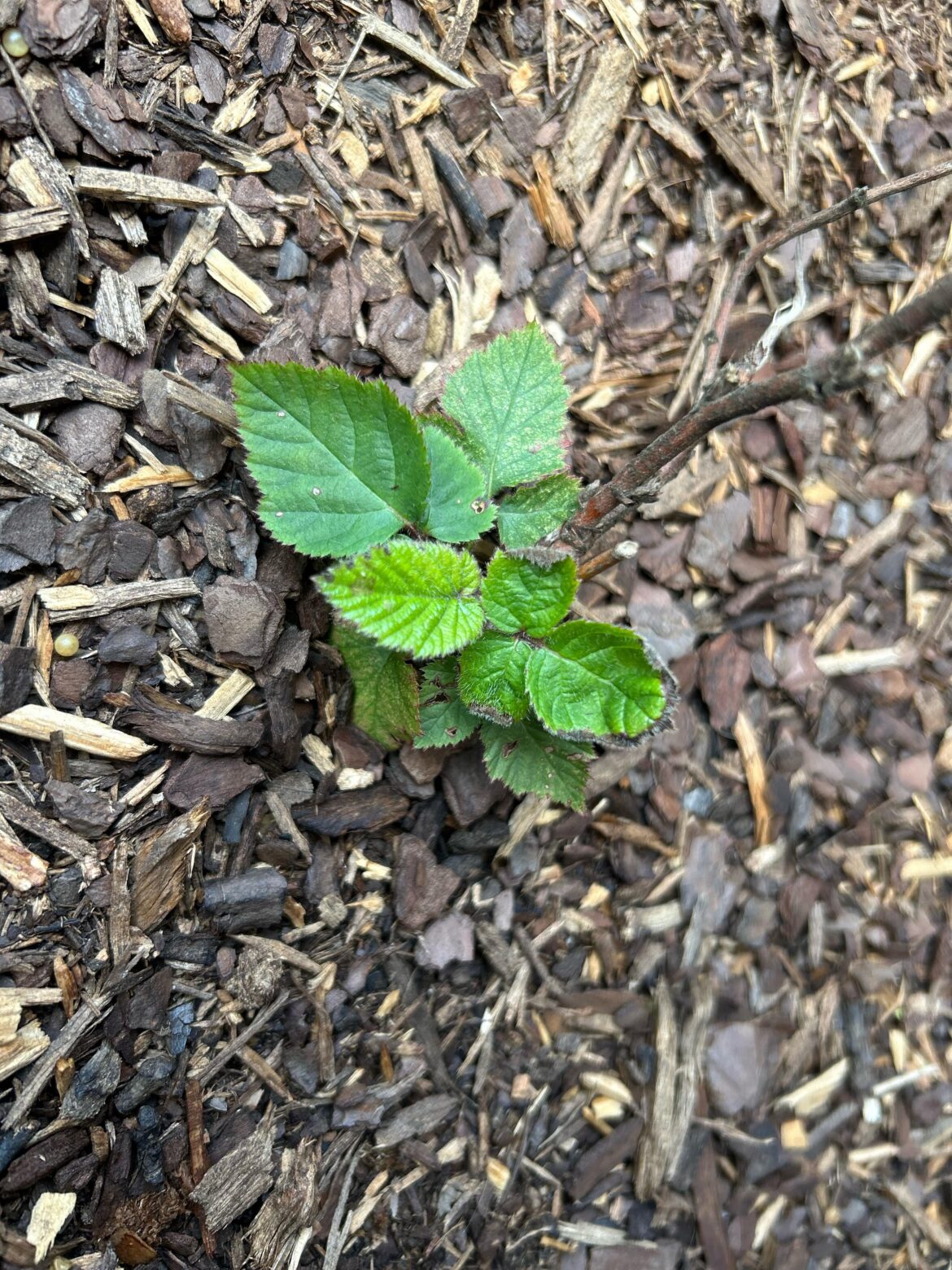 Black BlackBerry leaf