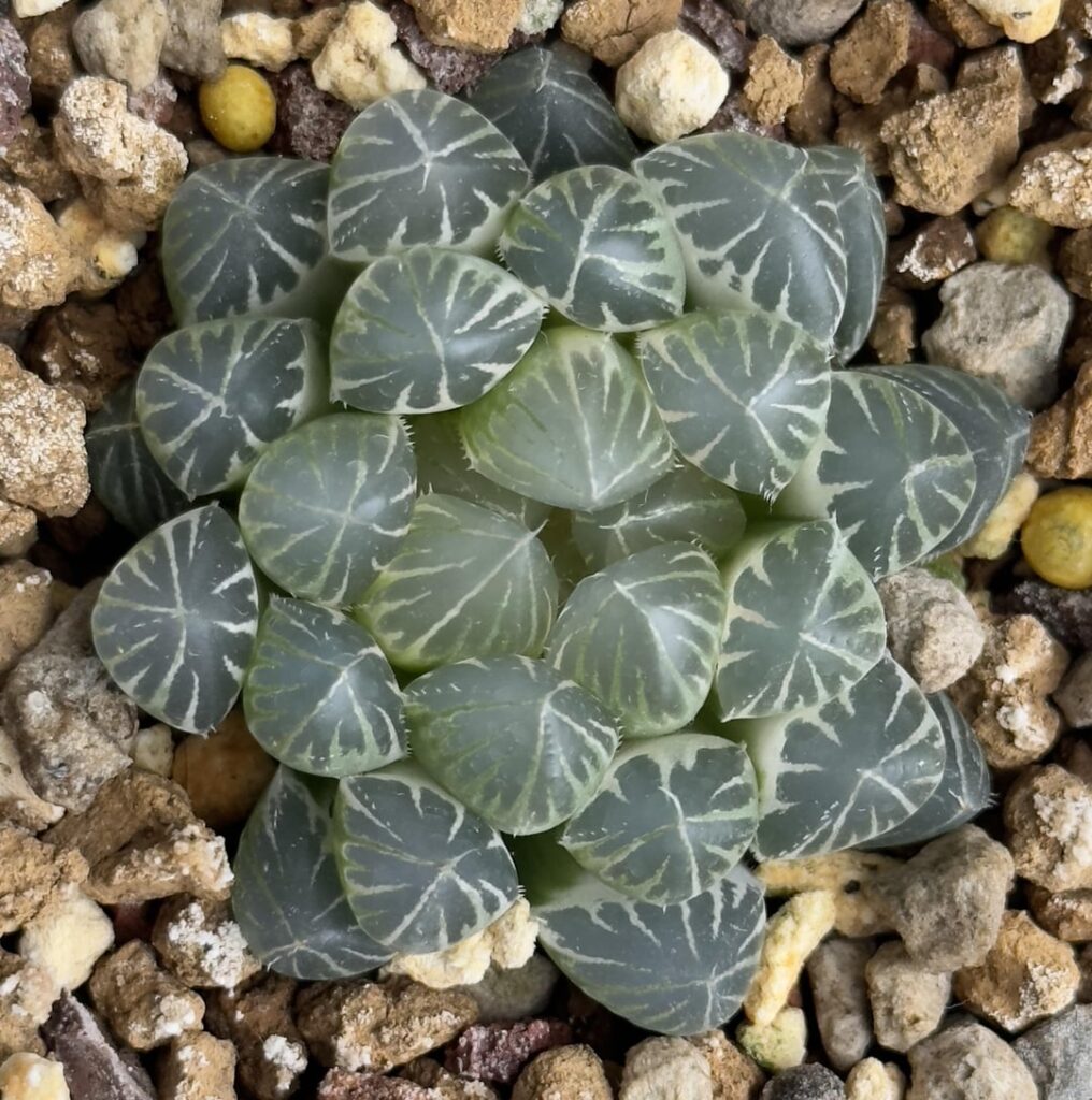 Variegated babes
