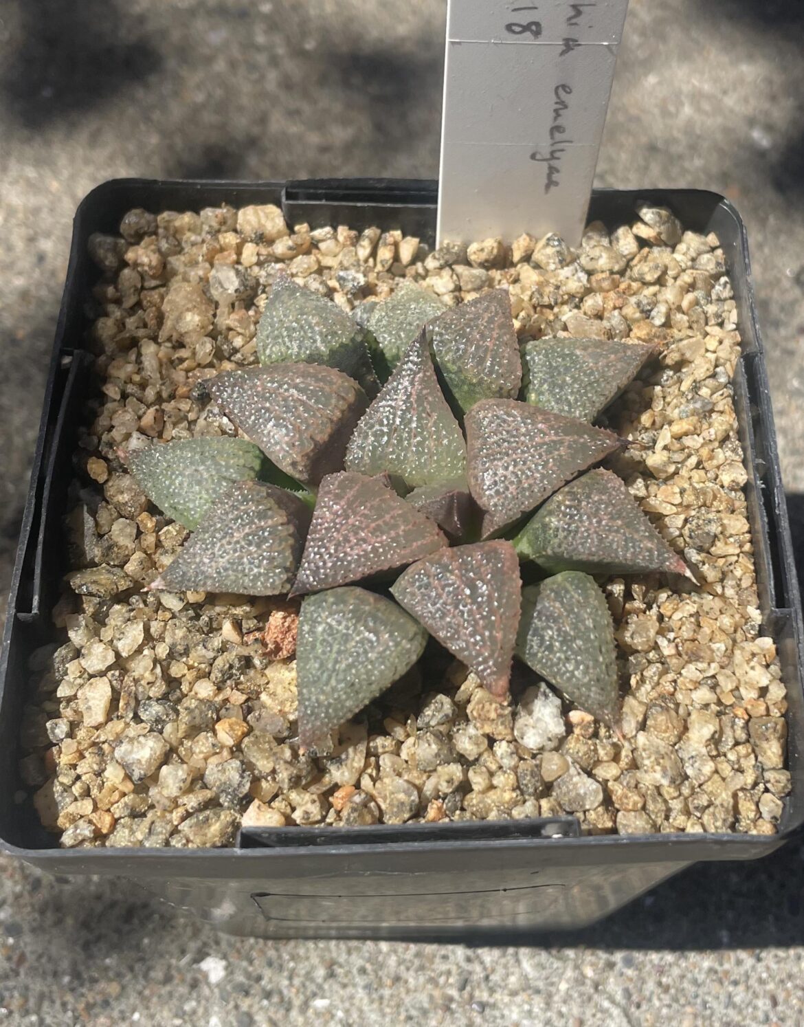 H. emelyae (=picta) GM 618, Aasvoelsvallei