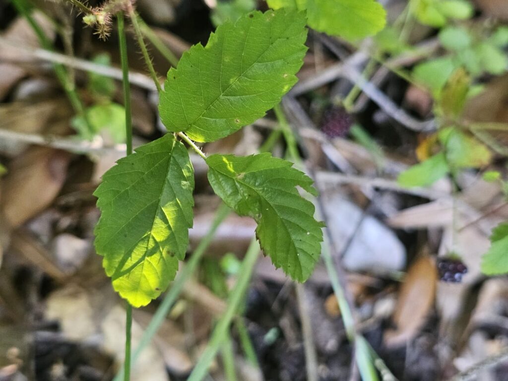 What are these?