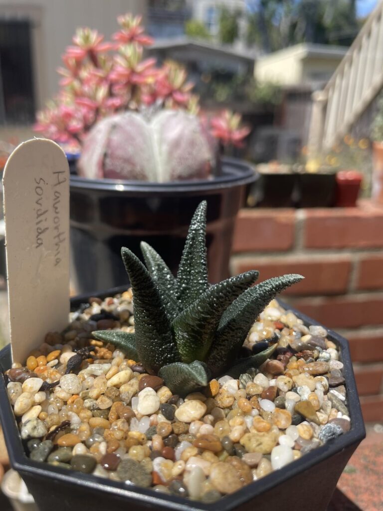 Sordida, possibly var lavranii but I have no further info other than species. This thing is impossibly slow