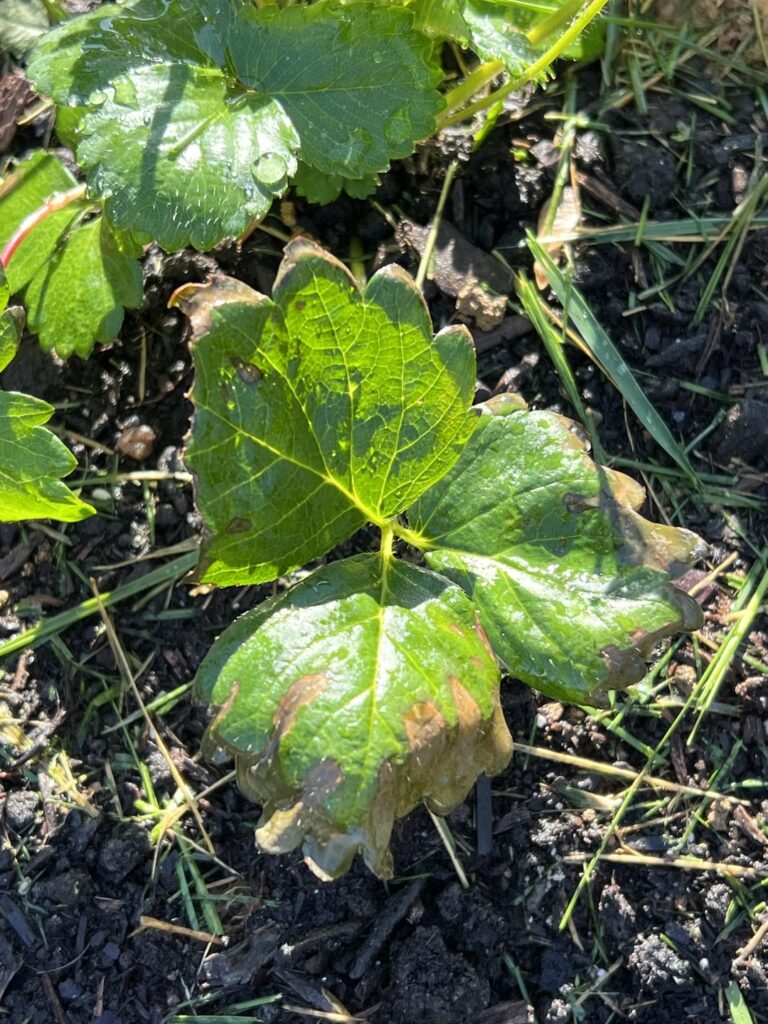 What is going on with my strawberries? Leaf blight? Leaf spots? Details below