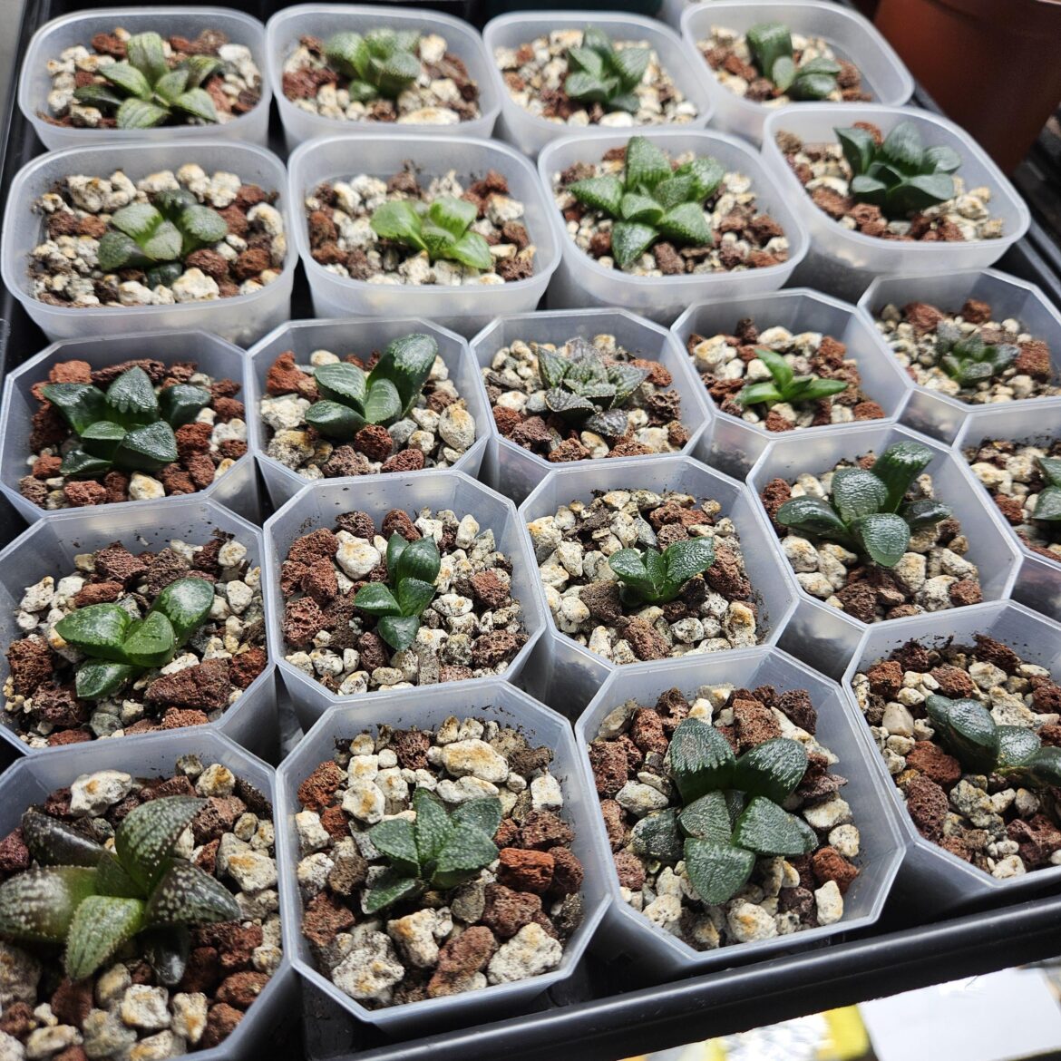 Some of my Seedlings (14 Months old)