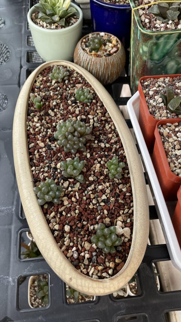 Repotting my 5+ year old cooperi var truncata, progress pics
