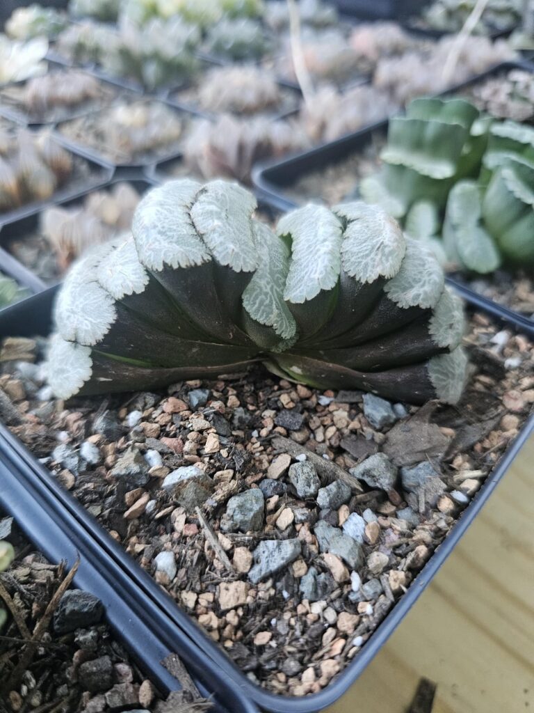 My biggest truncata