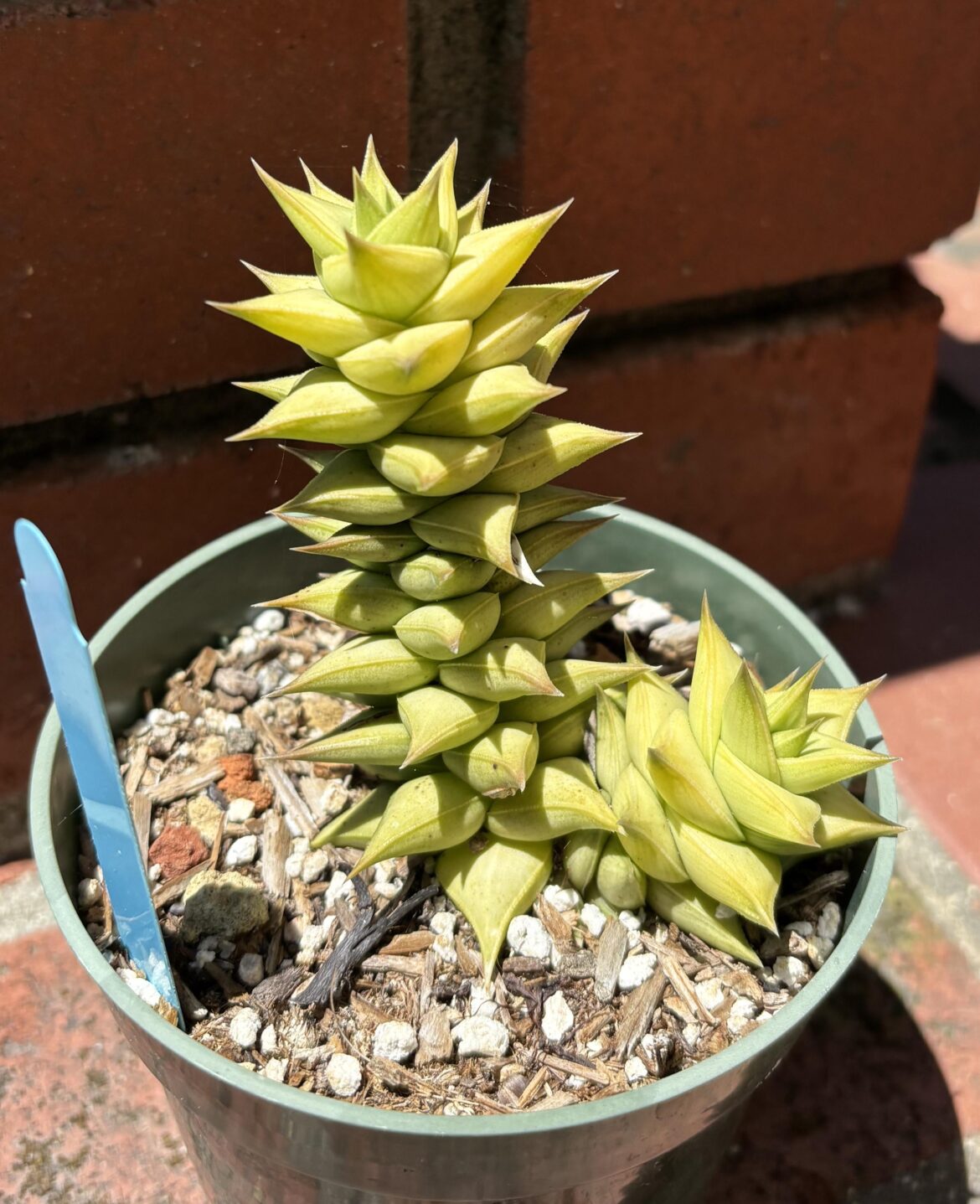 Astroloba foliolosa