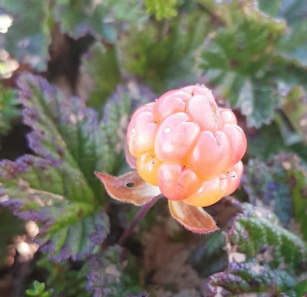 Cloudberries, often called natures candy by the Sami people