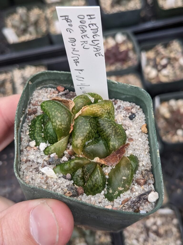 My most recent acquisition. This despicable little creature is called "Frog Monster"; it's supposedly an emelyae cultivar.