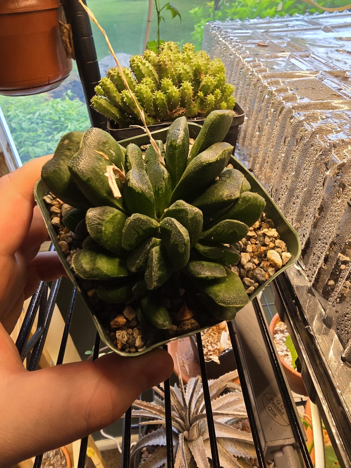 Nice find for a NJ nursery